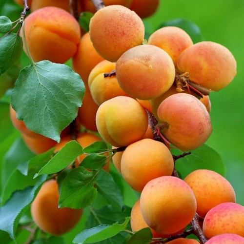 Prunus armeniaca 'Somo' - Harilik aprikoosipuu 'Somo' C6/6L